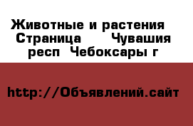  Животные и растения - Страница 40 . Чувашия респ.,Чебоксары г.